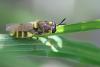 Stratiomys potamida
